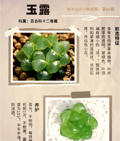 小众送妈妈的花有哪些花