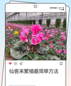 小众送妈妈的花有哪些花
