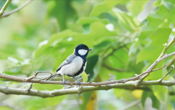 小众送妈妈的花有哪些花