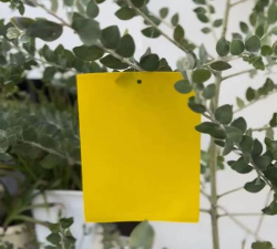 小众送妈妈的花有哪些花