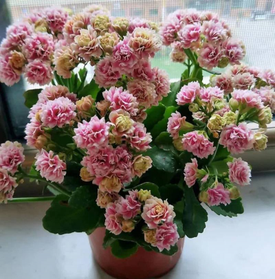 小众送妈妈的花有哪些花