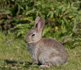 小众送妈妈的花有哪些花