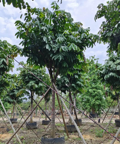 江苏无忧绿化种植怎么样