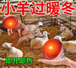 羊圈灯开一夜对羊有好处吗