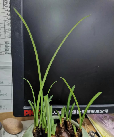 小众送妈妈的花有哪些花