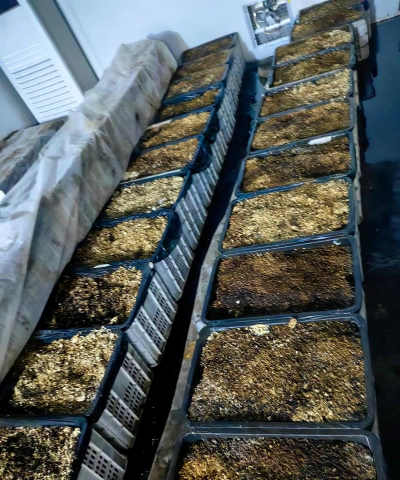 天麻在田地里怎么种植的