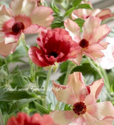 小众送妈妈的花有哪些花