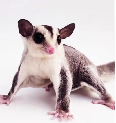 小众送妈妈的花有哪些花