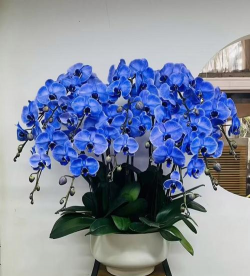 小众送妈妈的花有哪些花