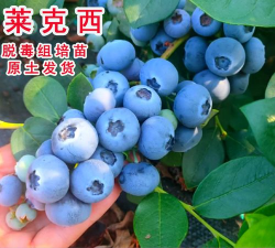 莱克西蓝莓耐寒多少度