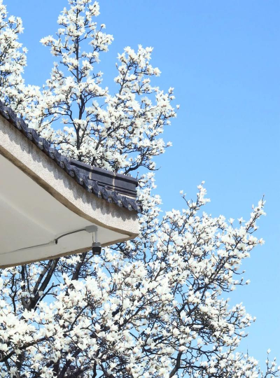 小众送妈妈的花有哪些花