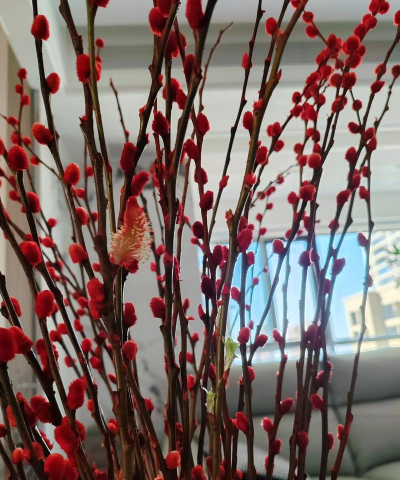 小众送妈妈的花有哪些花