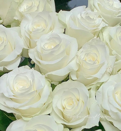 小众送妈妈的花有哪些花