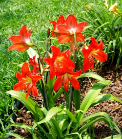 小众送妈妈的花有哪些花