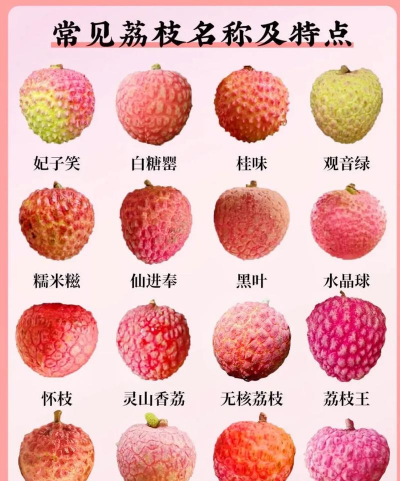 荔枝有多少品种