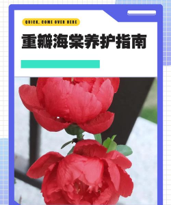小众送妈妈的花有哪些花