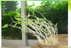 小众送妈妈的花有哪些花