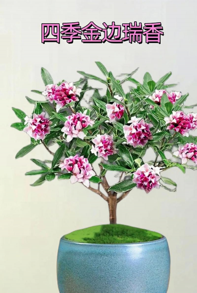 小众送妈妈的花有哪些花