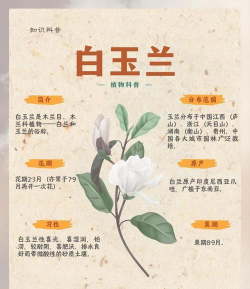 小众送妈妈的花有哪些花