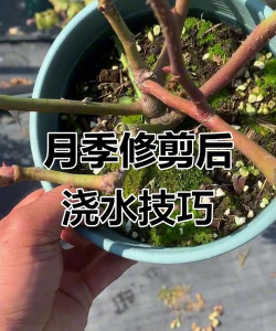 小众送妈妈的花有哪些花