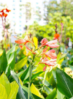 小众送妈妈的花有哪些花