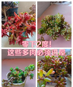 小众送妈妈的花有哪些花