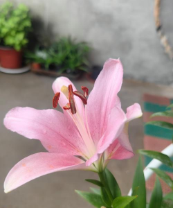 小众送妈妈的花有哪些花