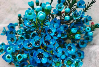 小众送妈妈的花有哪些花