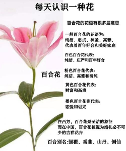 百合的花语是什么呀