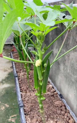 小众送妈妈的花有哪些花