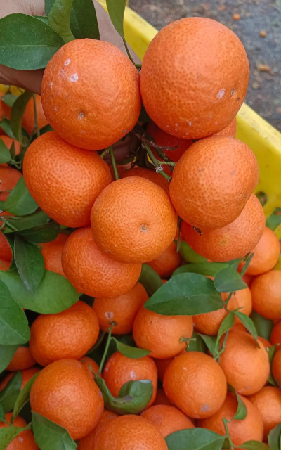 小众送妈妈的花有哪些花