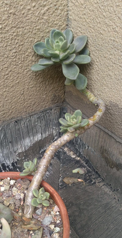 小众送妈妈的花有哪些花