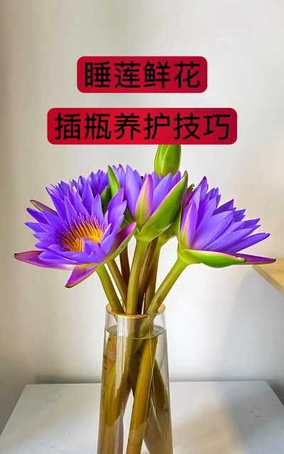 小众送妈妈的花有哪些花