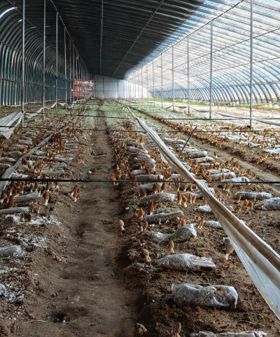 小众送妈妈的花有哪些花