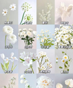 白花有哪些花