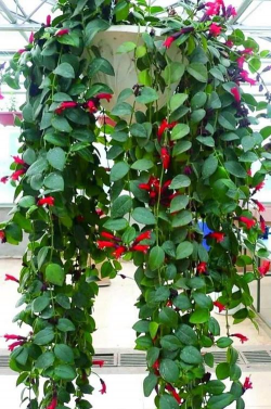 小众送妈妈的花有哪些花