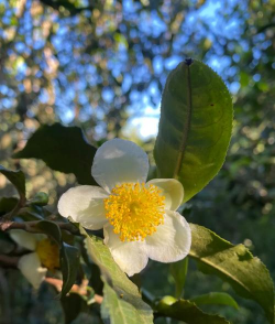 小众送妈妈的花有哪些花