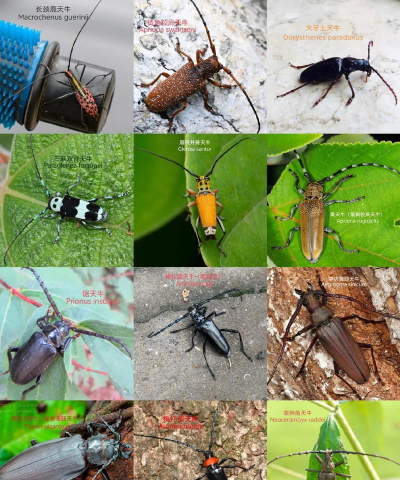 天牛是益虫还是害虫