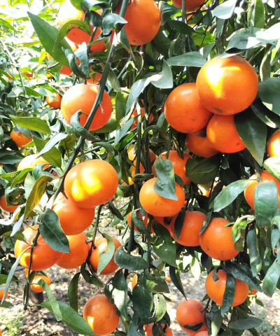 小众送妈妈的花有哪些花