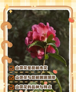 小众送妈妈的花有哪些花