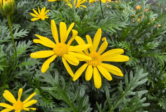 小众送妈妈的花有哪些花