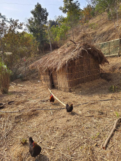 小众送妈妈的花有哪些花