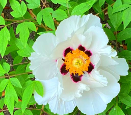 小众送妈妈的花有哪些花