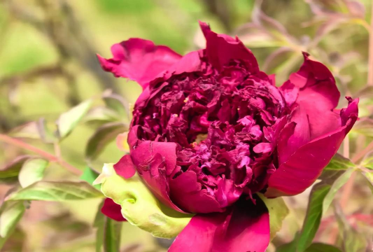 小众送妈妈的花有哪些花