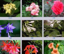 小众送妈妈的花有哪些花