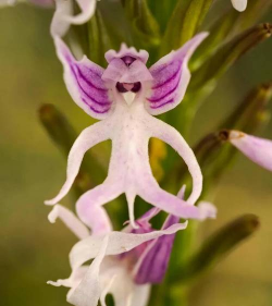 小众送妈妈的花有哪些花