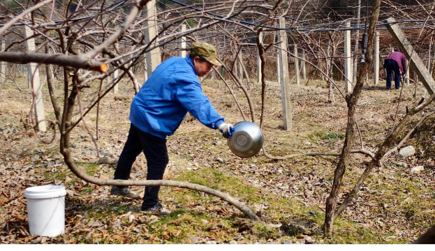 小众送妈妈的花有哪些花