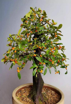 金豆国家二级保护植物