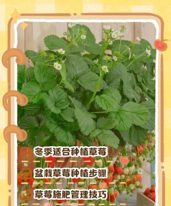 小众送妈妈的花有哪些花