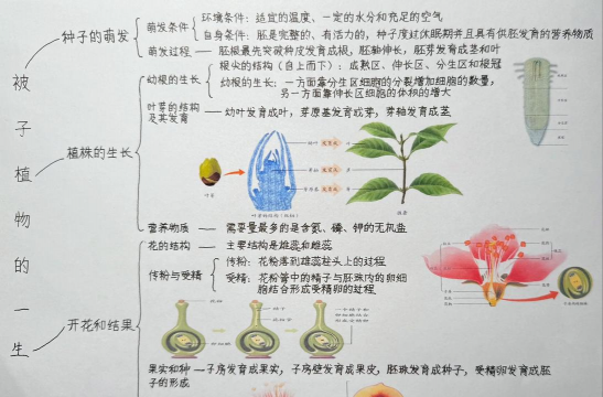 小众送妈妈的花有哪些花
